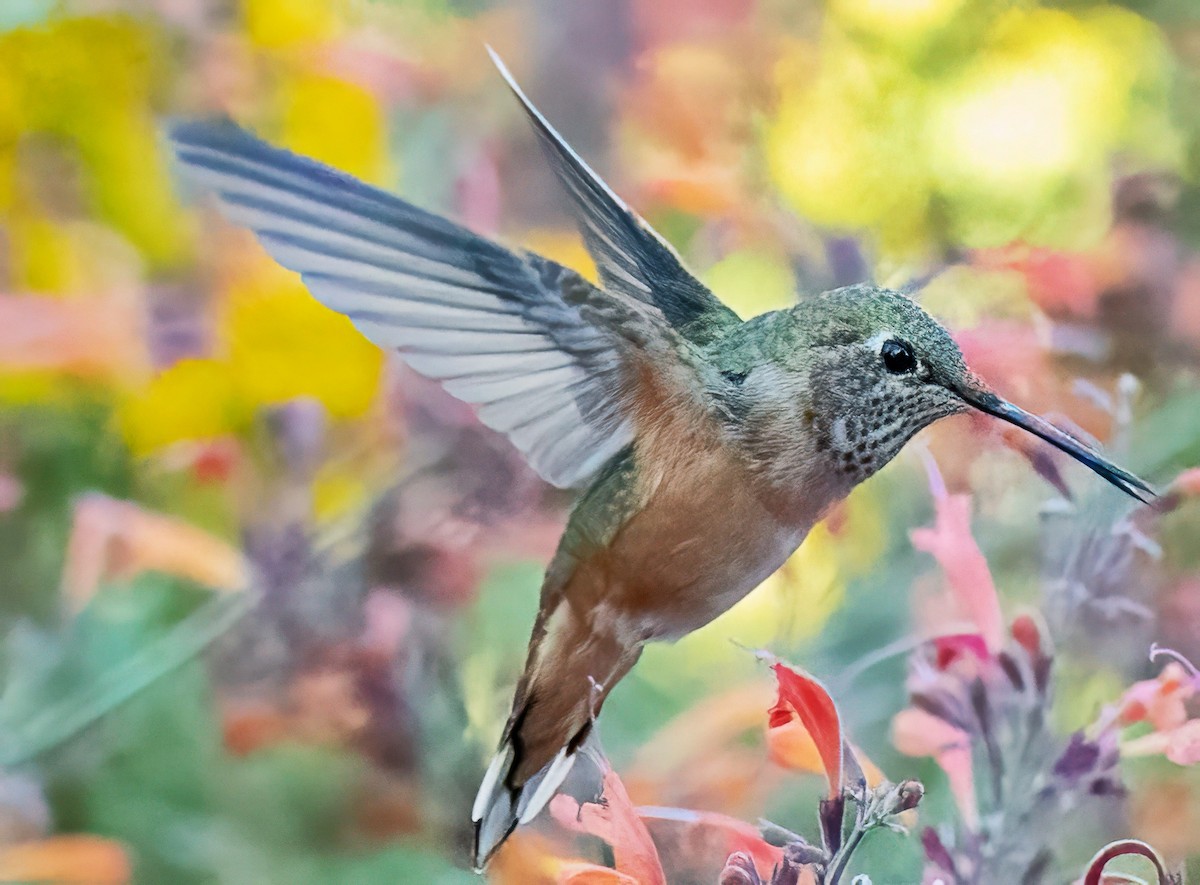 Broad-tailed Hummingbird - ML641349336