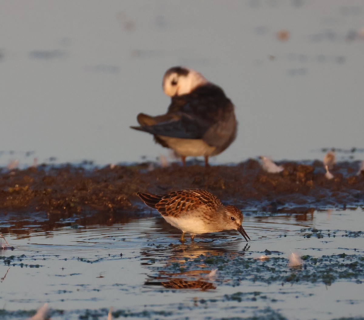 Least Sandpiper - ML641349344