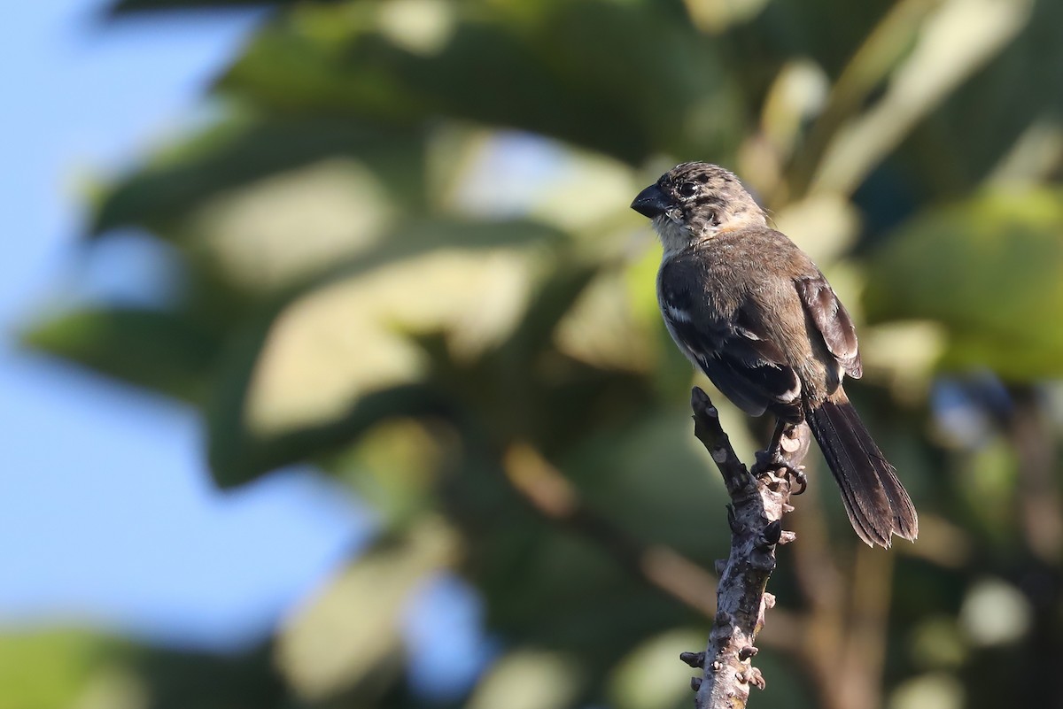 Morelet's Seedeater - ML641349353