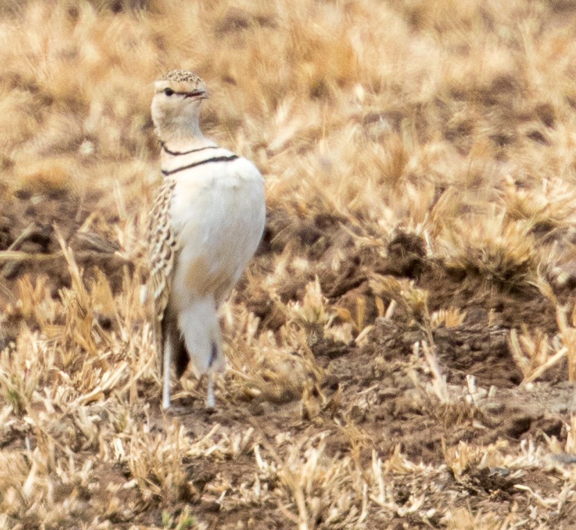 Double-banded Courser - ML641349360