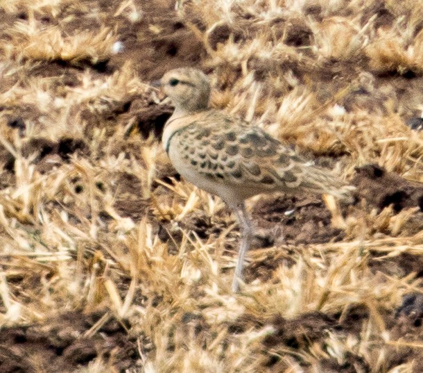 Double-banded Courser - ML641349361