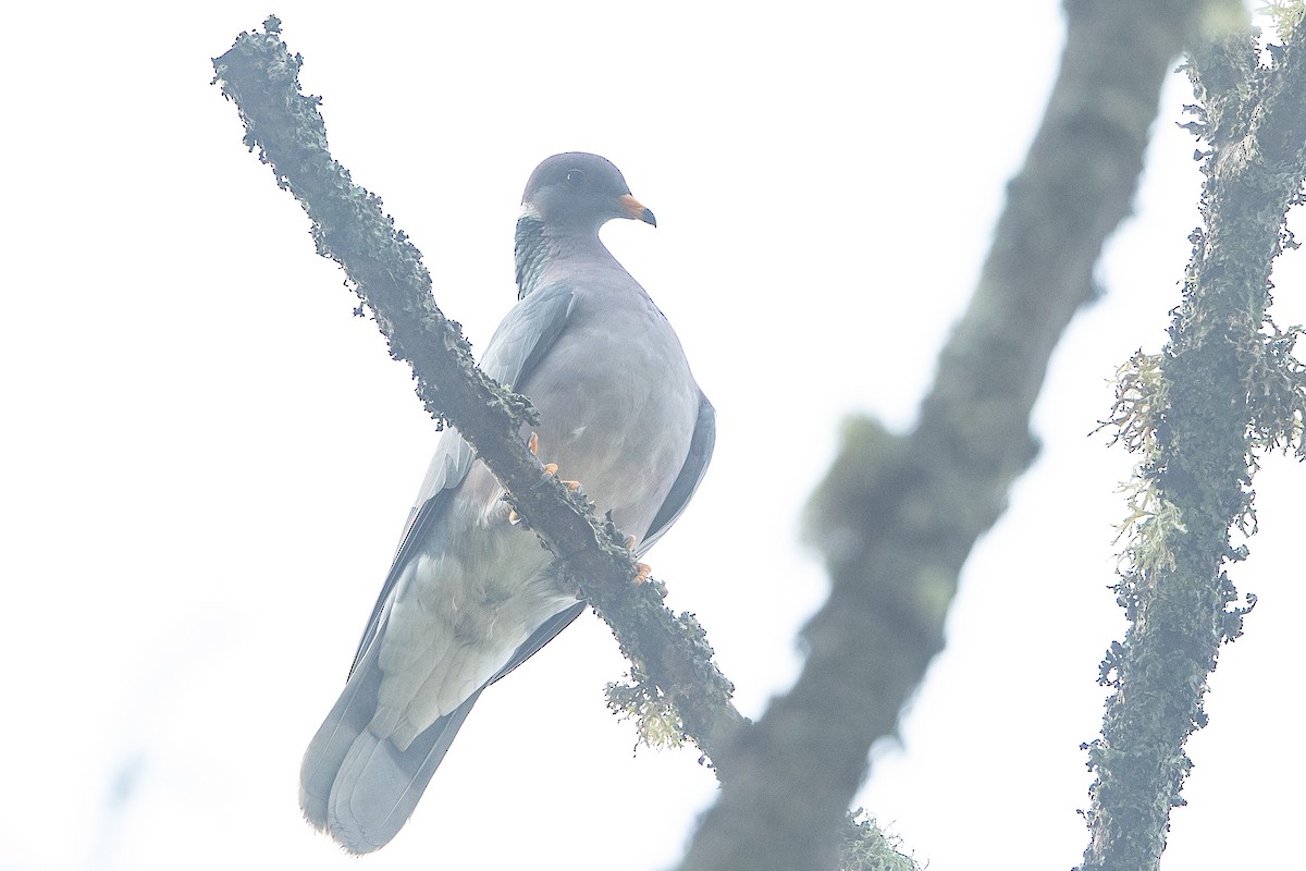Band-tailed Pigeon - ML641349373