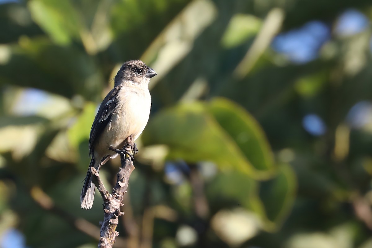 Morelet's Seedeater - ML641349388