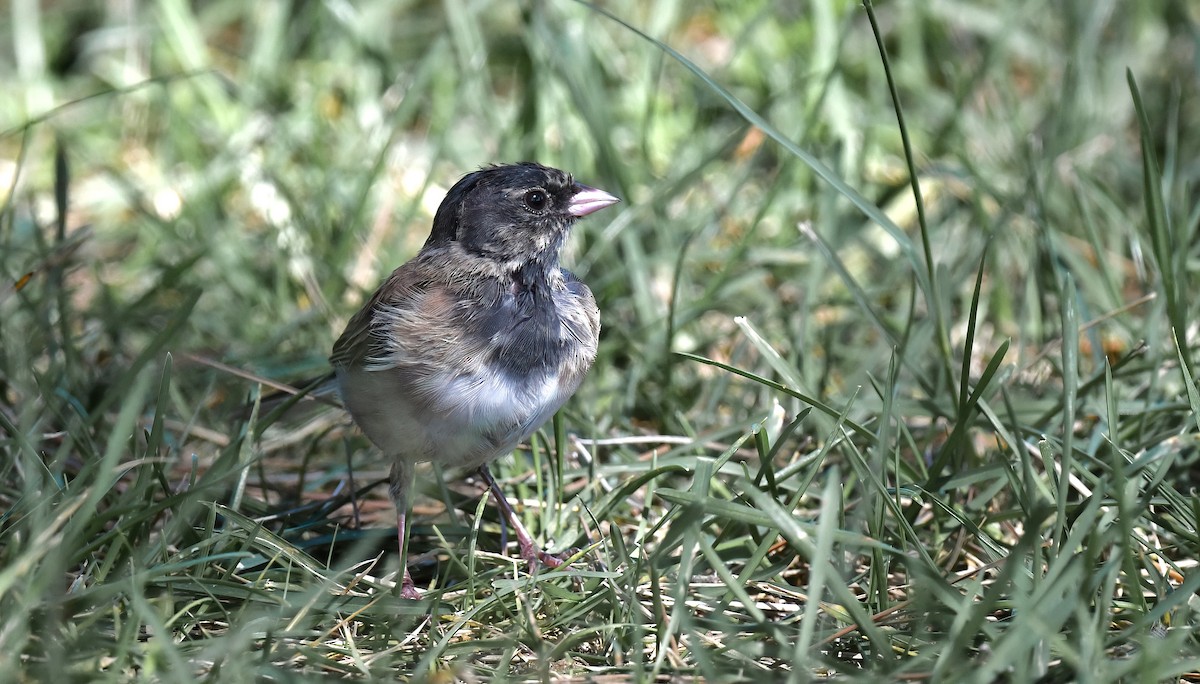 Junco ardoisé - ML641349456