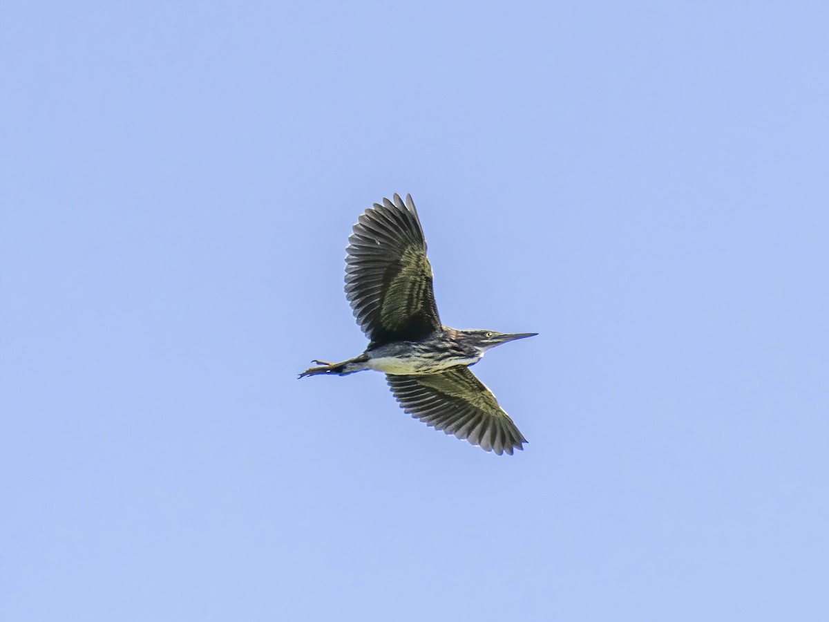 Green Heron - ML641349490
