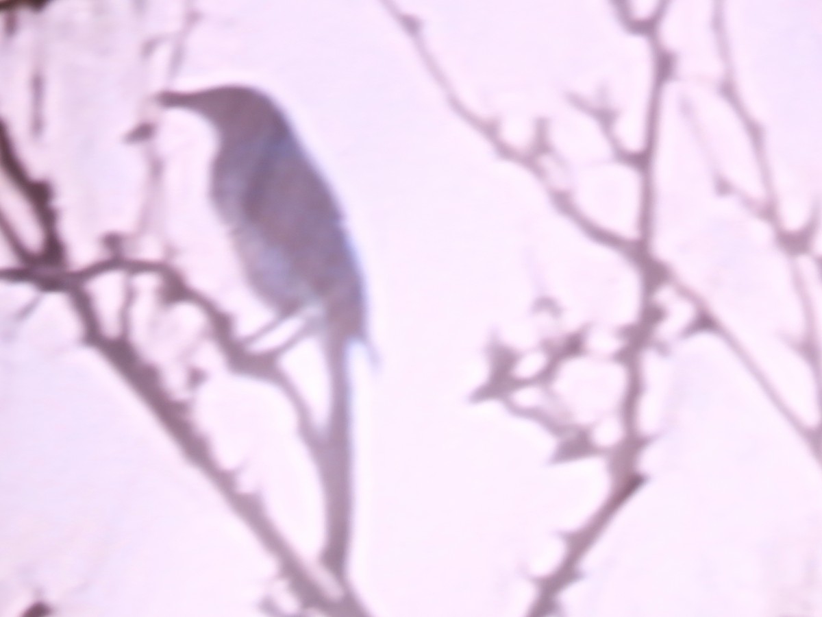 Woodhouse's Scrub-Jay - ML641349615