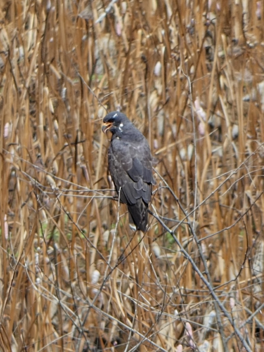 Snail Kite - ML641349618