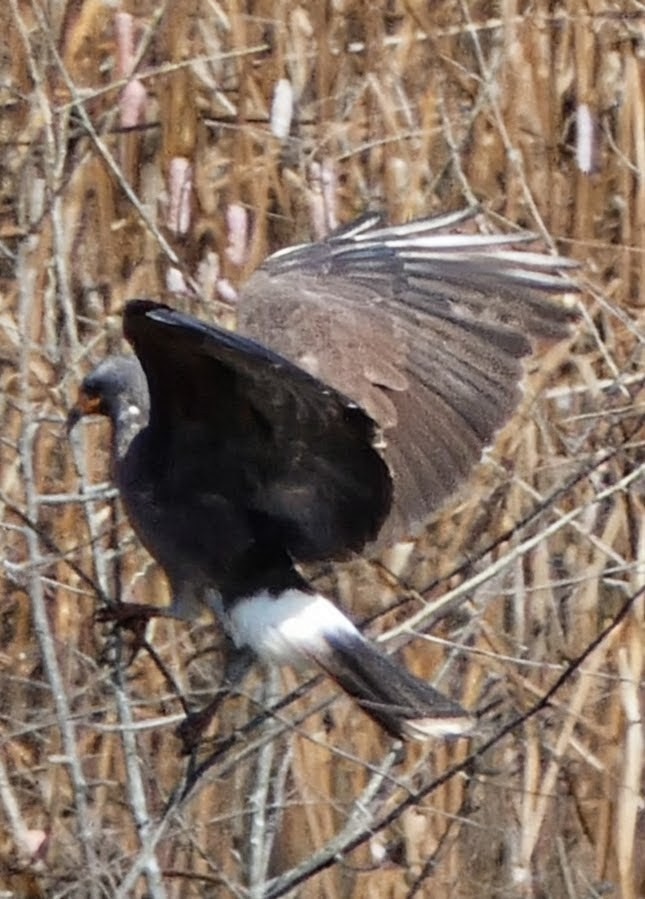 Snail Kite - ML641349619