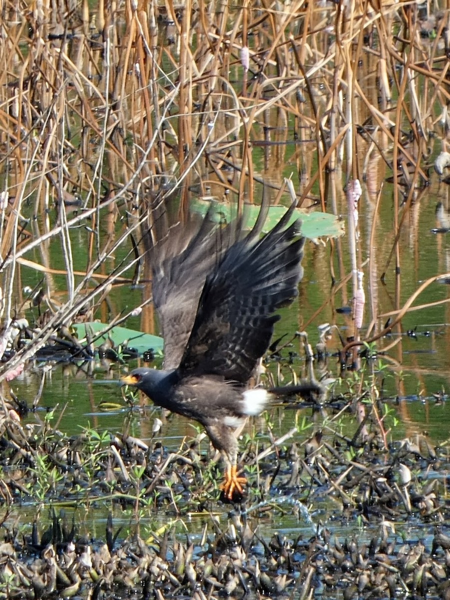 Snail Kite - ML641349620