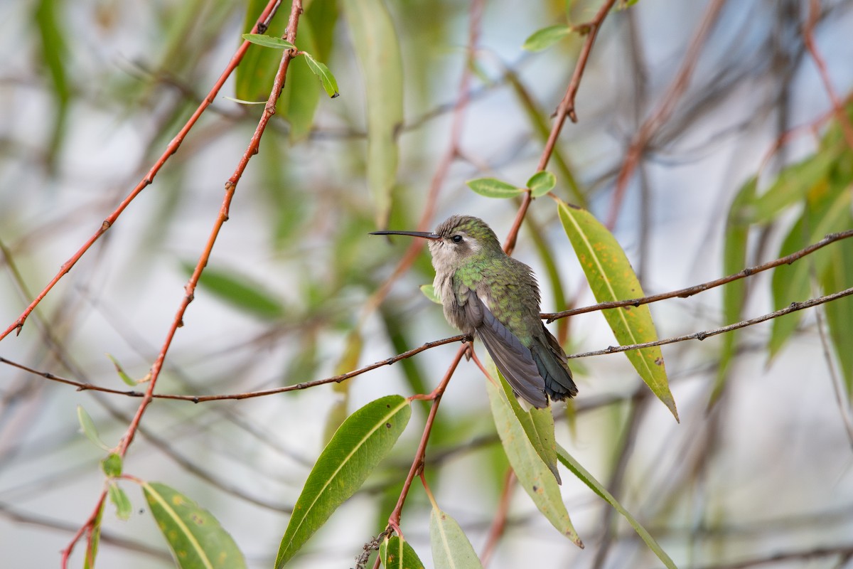 Colibri circé - ML641349678