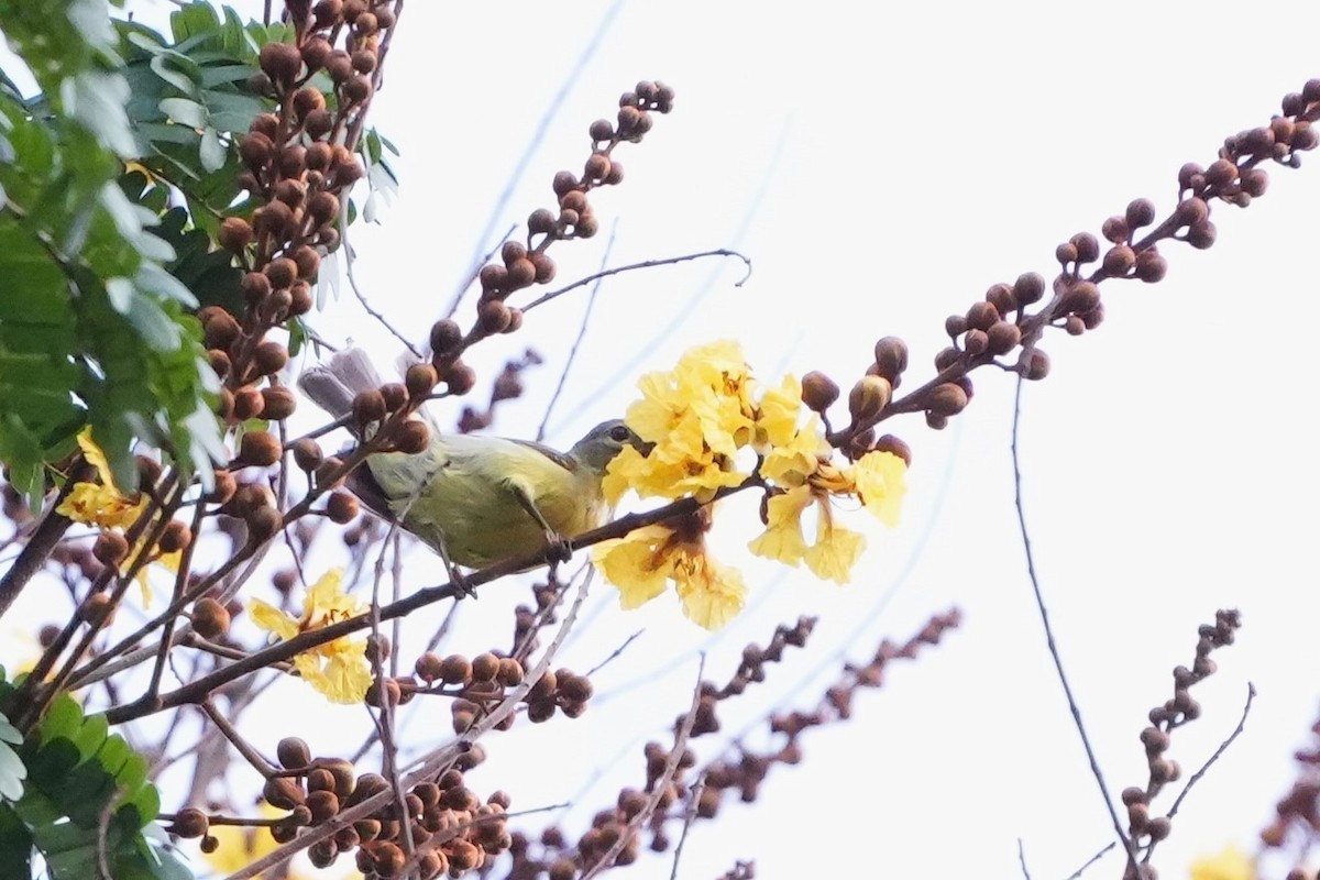 Brown-throated Sunbird - ML641349679
