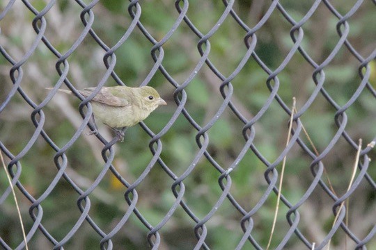 Passerin nonpareil - ML641349680