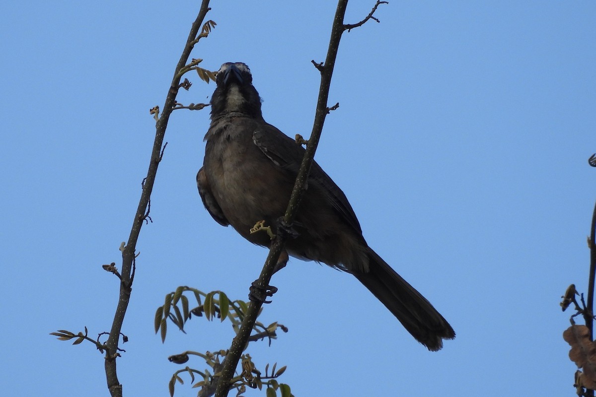 Cinnamon-bellied Saltator - ML641349693