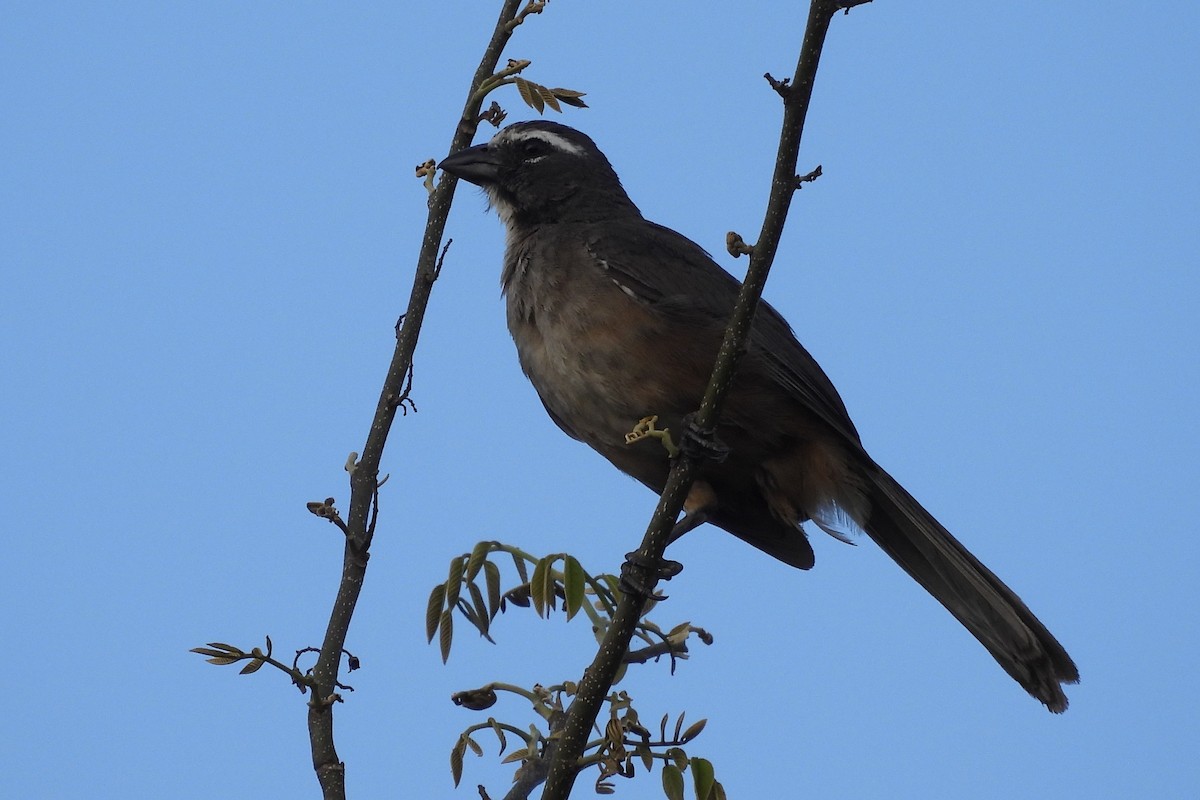 Cinnamon-bellied Saltator - ML641349694