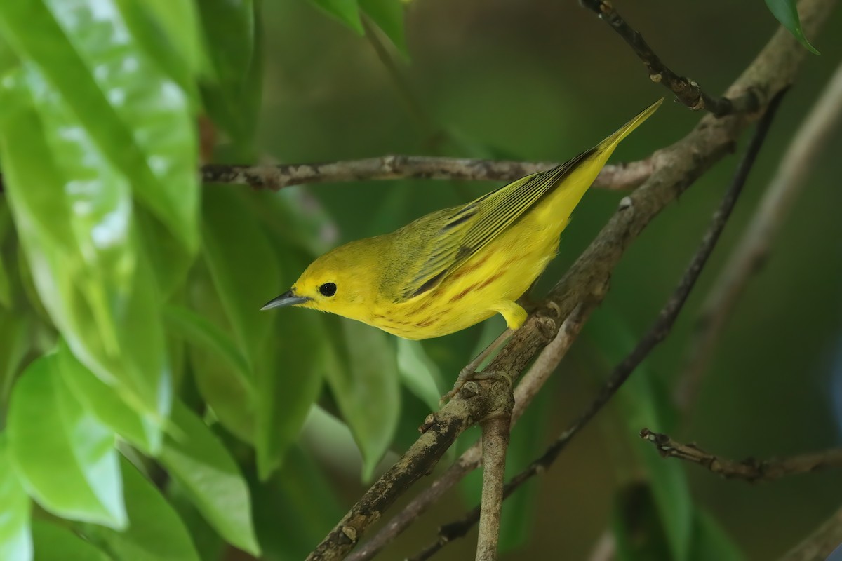 Yellow Warbler - ML641349695