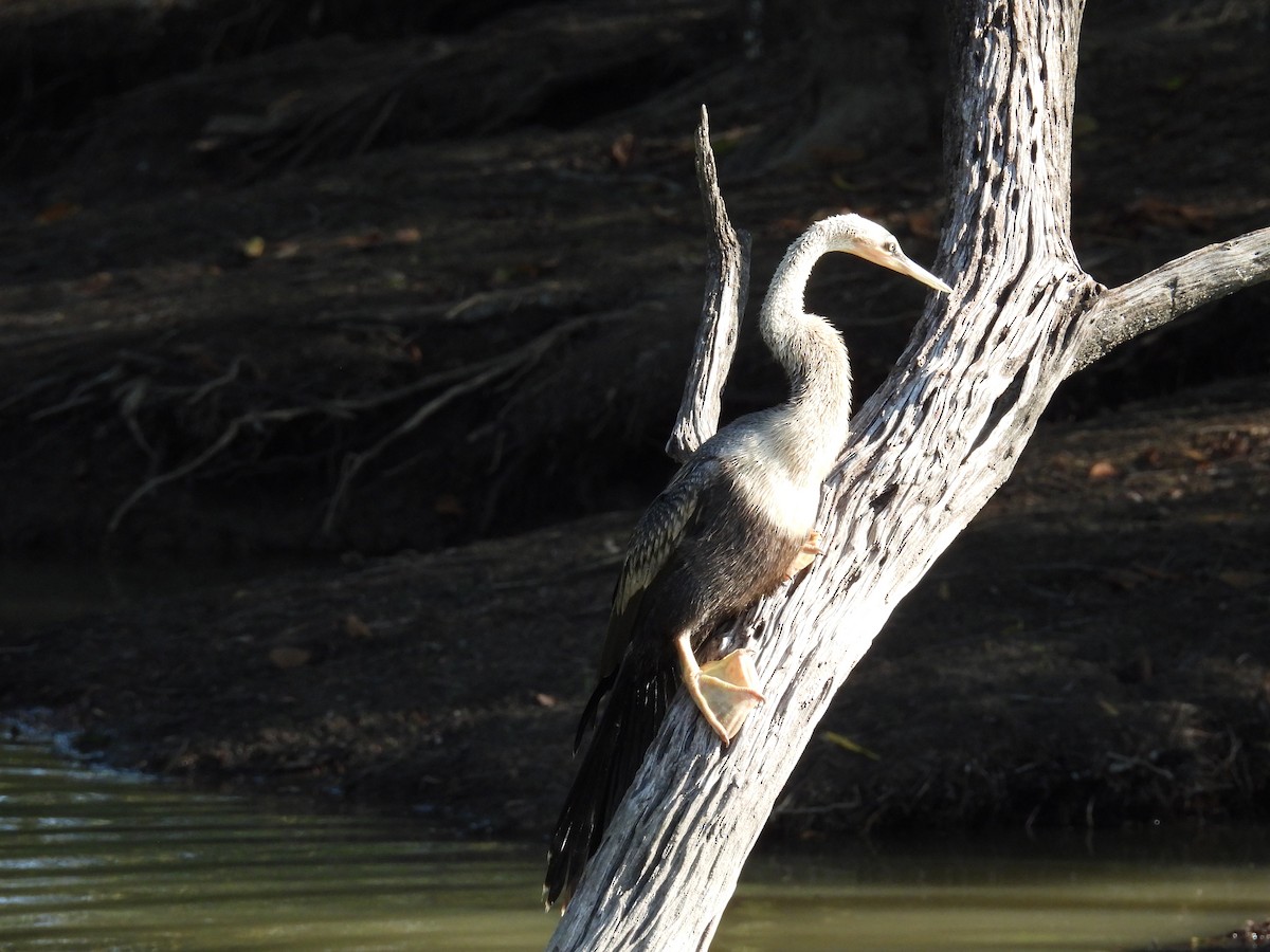 Anhinga - ML641349731