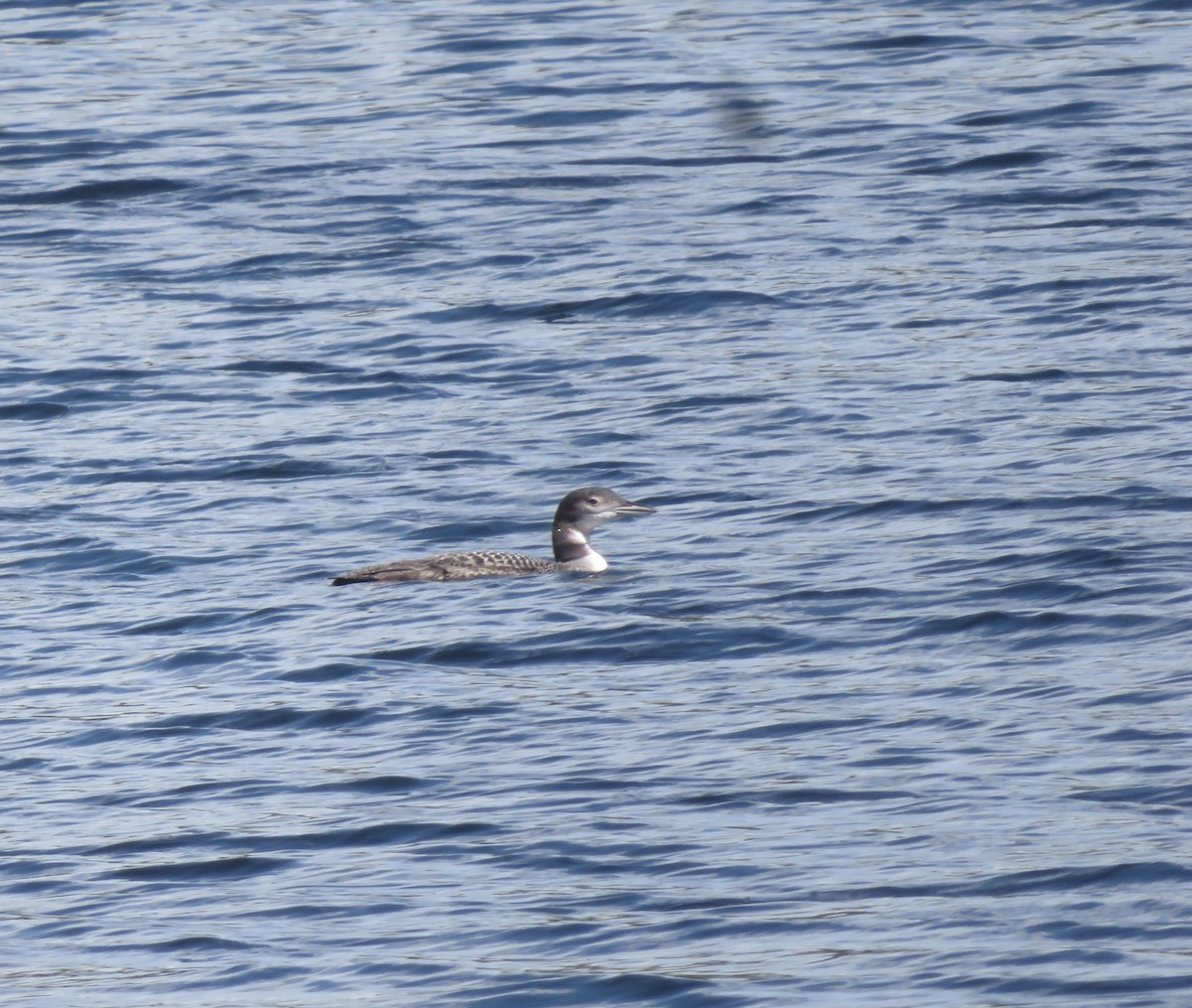 Common Loon - ML641349741