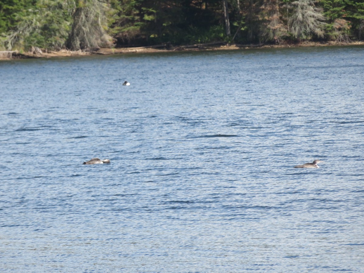Common Loon - ML641349742