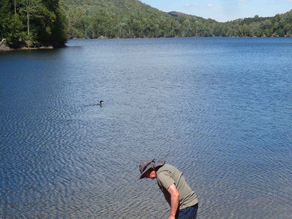 Common Loon - ML641349743