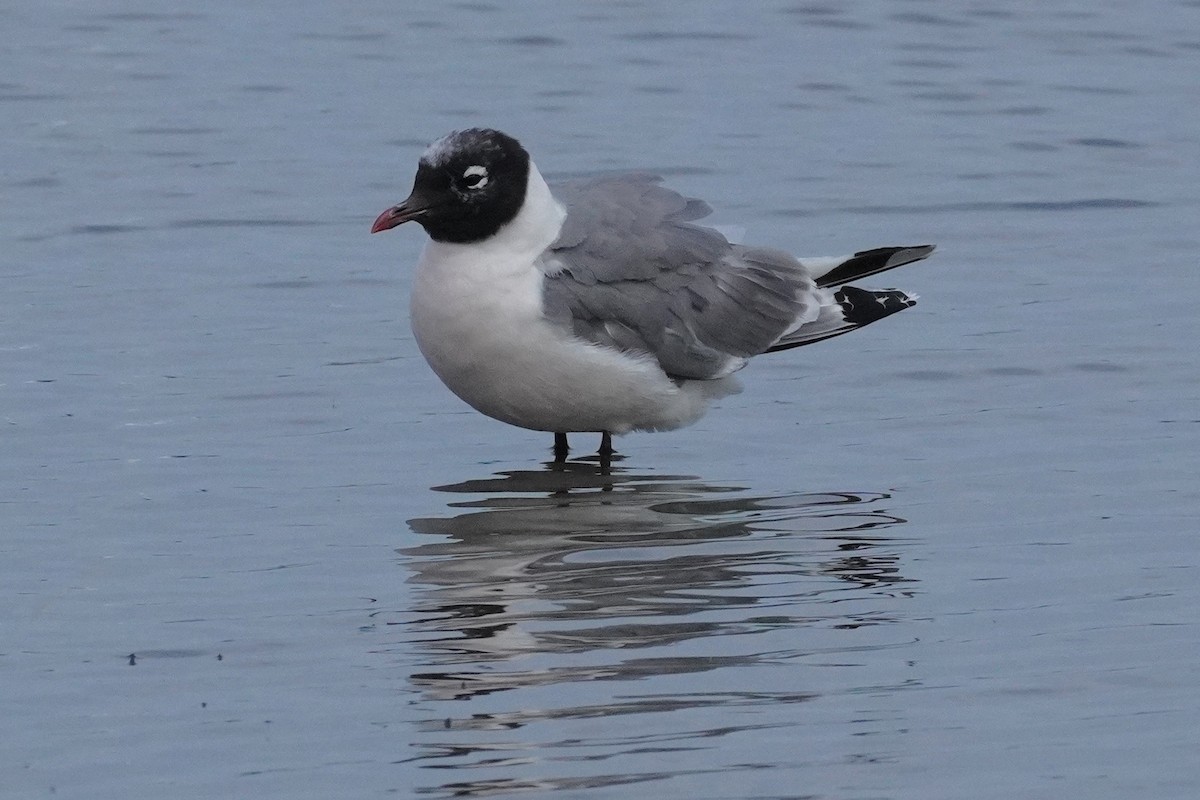Franklin's Gull - ML641349751
