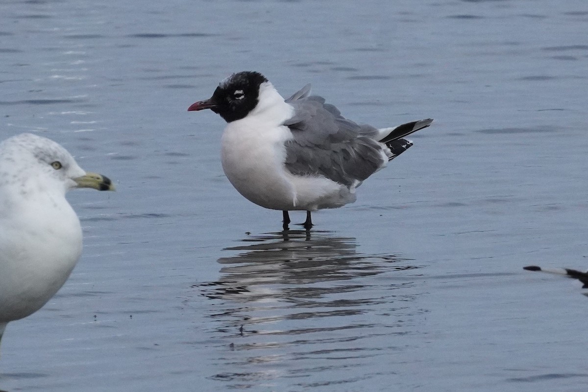 Franklin's Gull - ML641349752