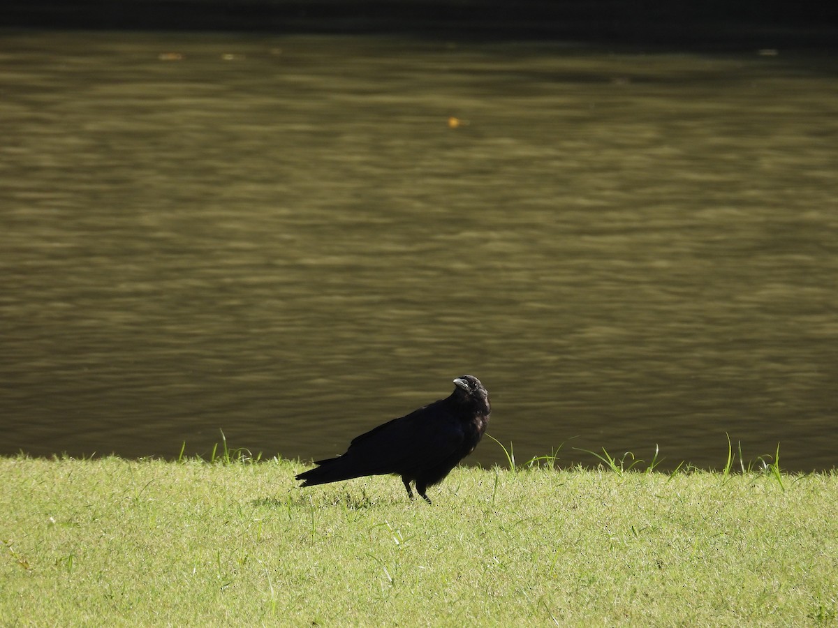 Fish Crow - ML641349757