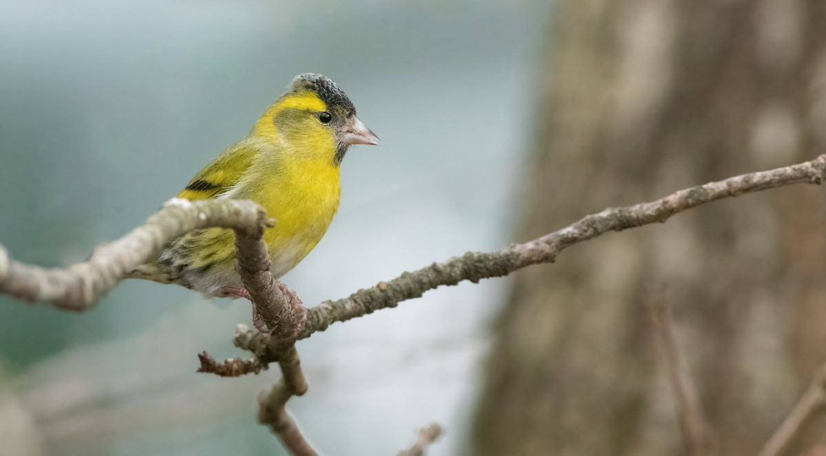 Eurasian Siskin - ML641349761