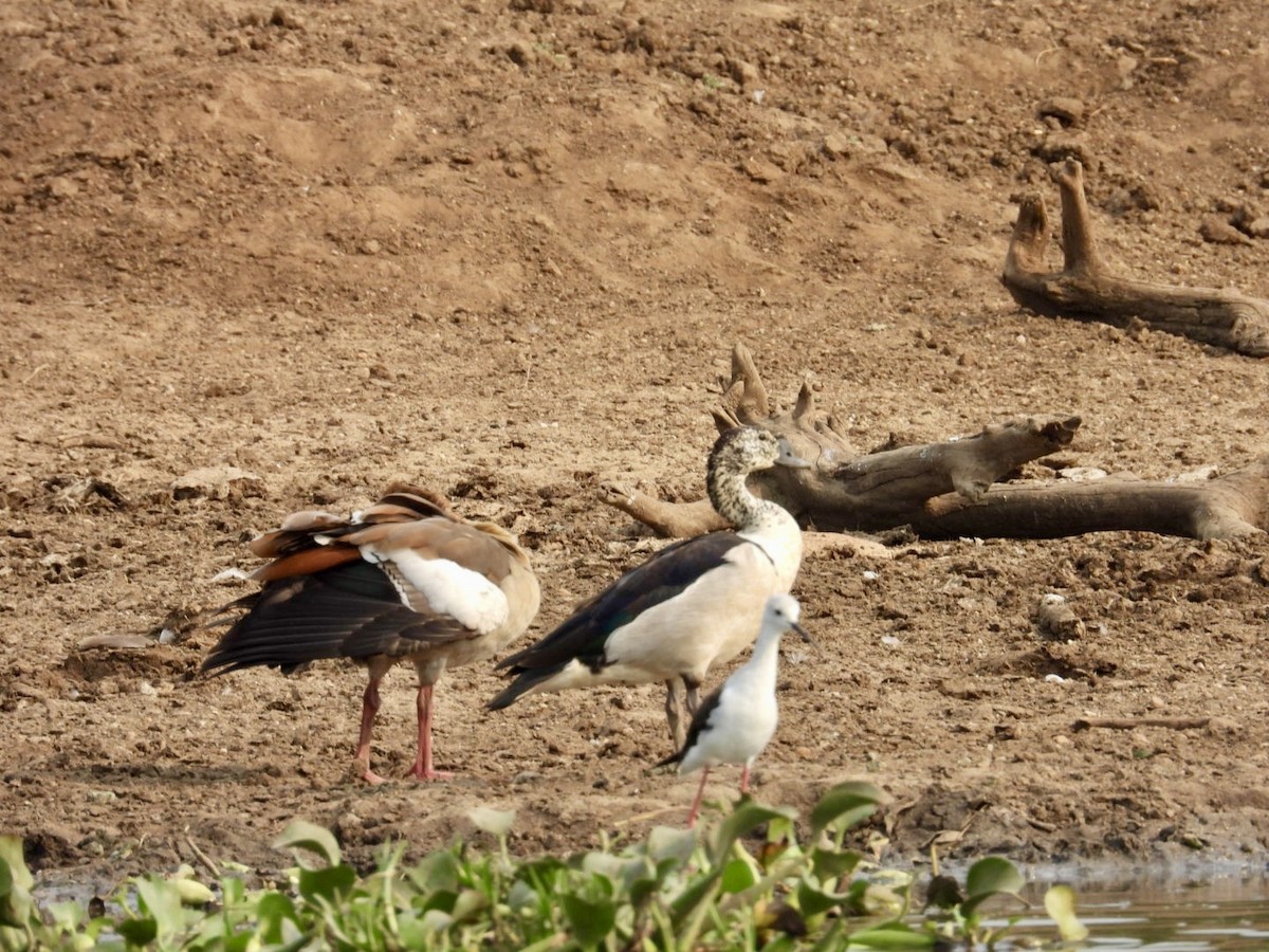 Knob-billed Duck - ML641349887
