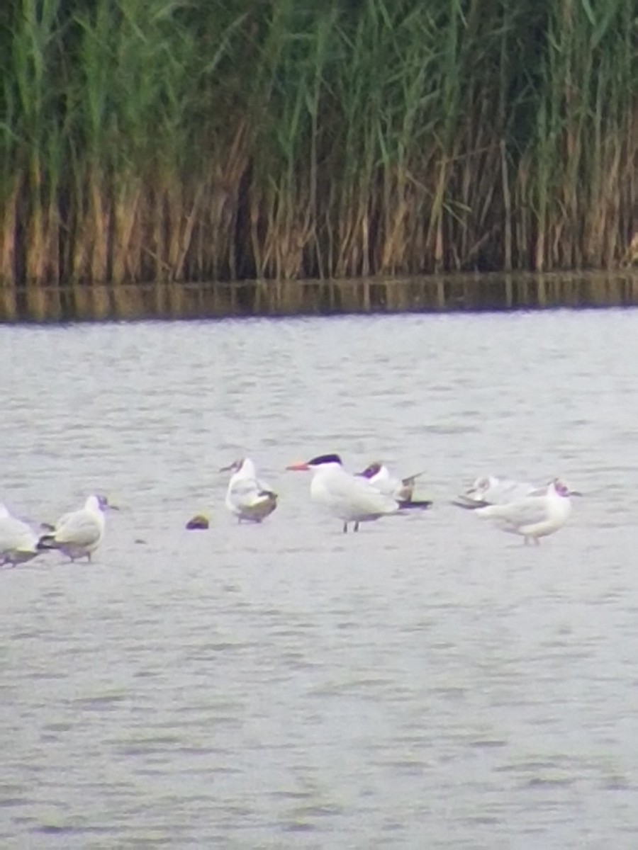 Морин хараалай - ML641349929