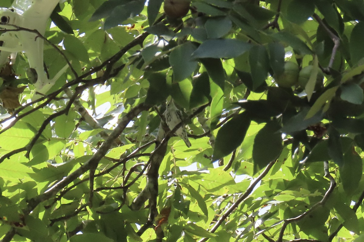Black-and-white Warbler - ML641349939