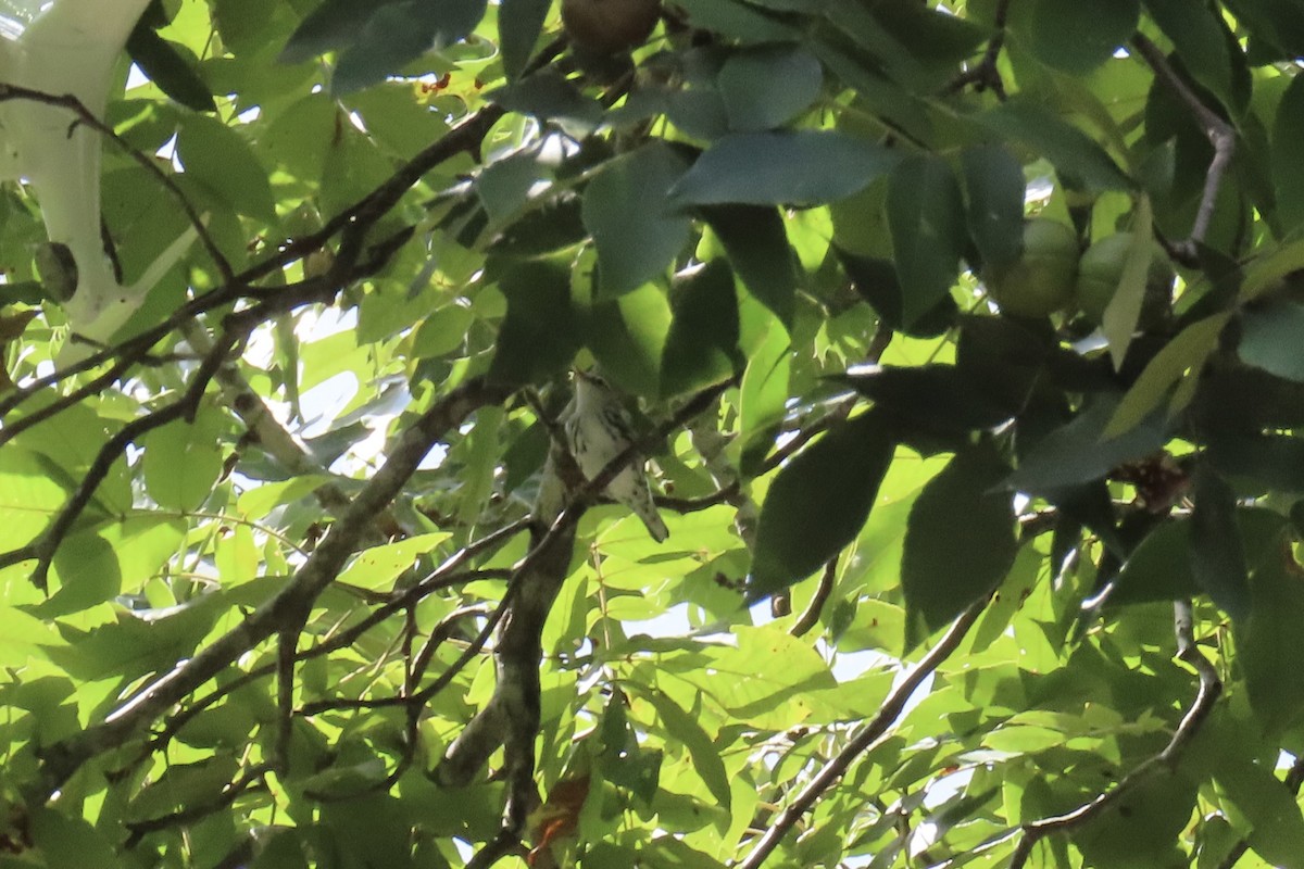 Black-and-white Warbler - ML641349940