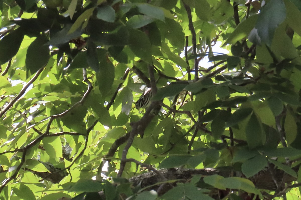 Black-and-white Warbler - ML641349941