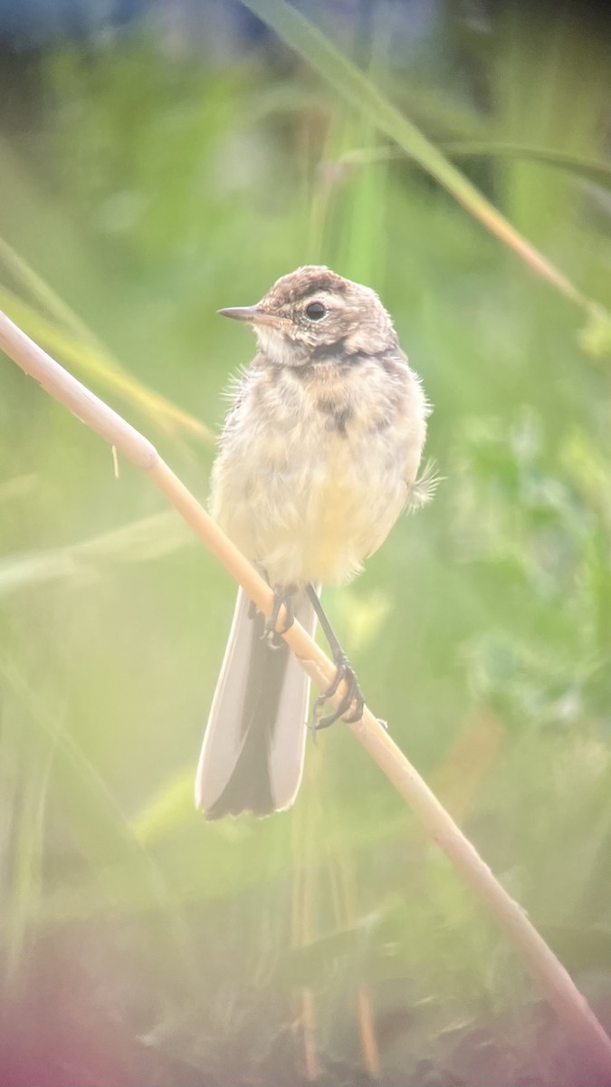 Citrine Wagtail - ML641349968