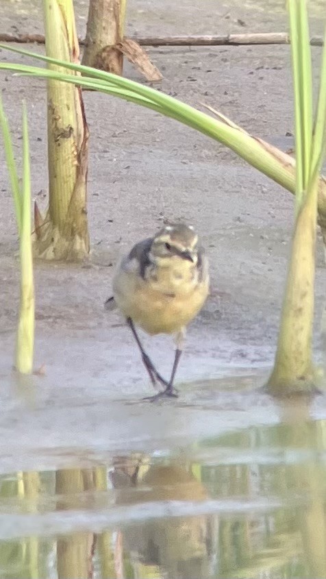 Citrine Wagtail - ML641349969