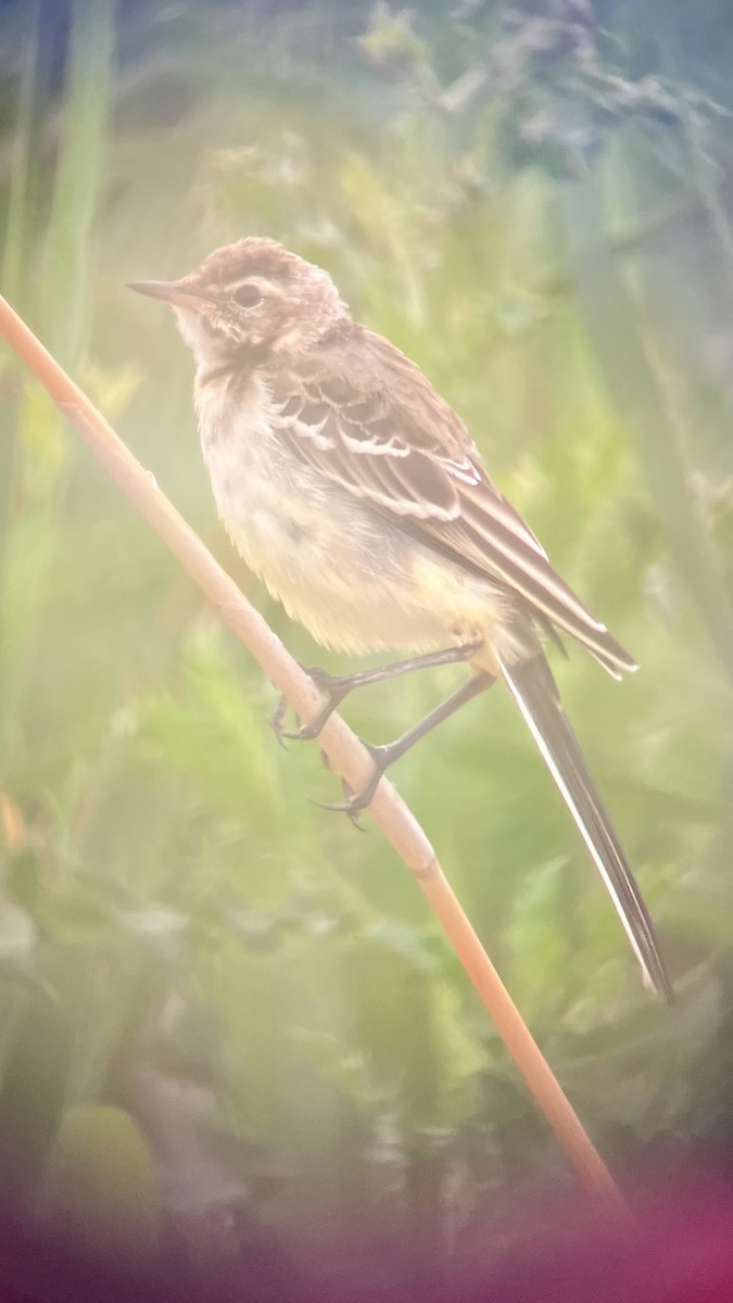 Citrine Wagtail - ML641349970