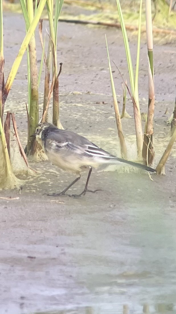 Citrine Wagtail - ML641349971