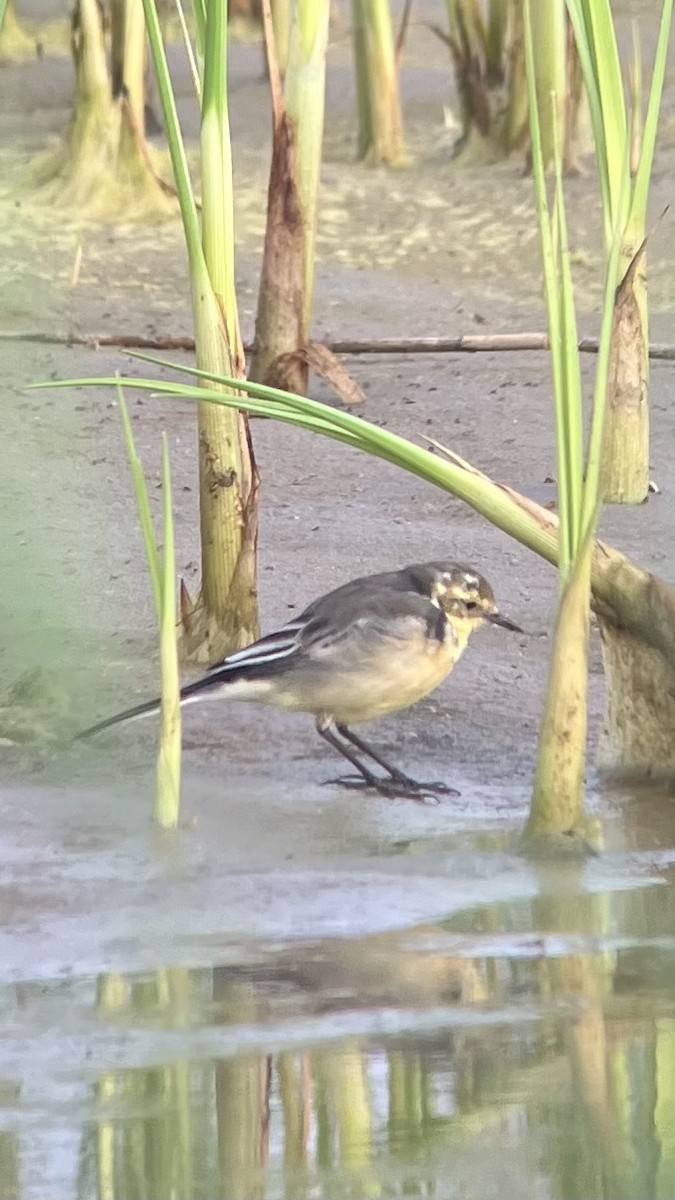 Citrine Wagtail - ML641349972