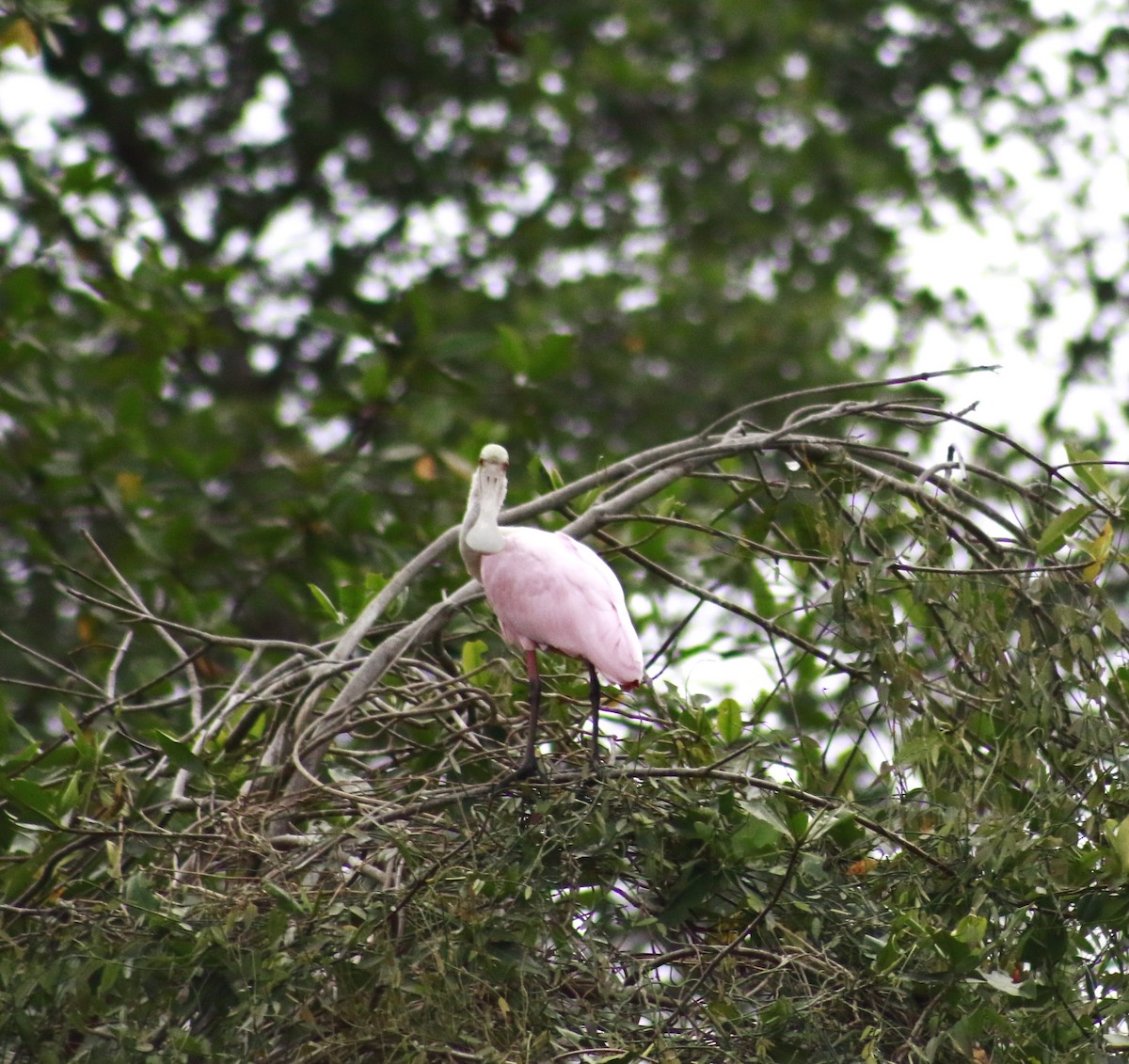 Roseate Spoonbill - ML641349978