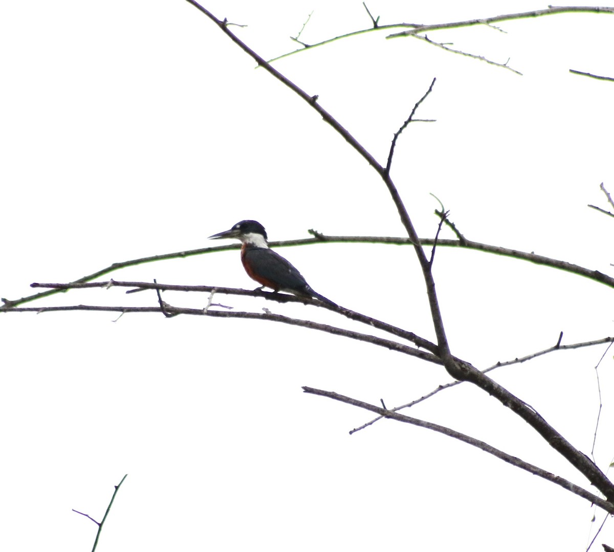 Ringed Kingfisher - ML641349993