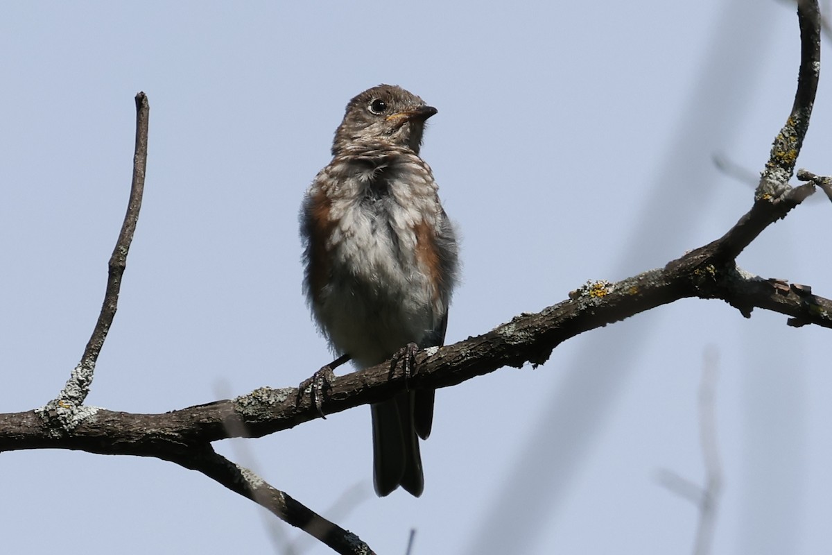 Eastern Bluebird - ML641350043