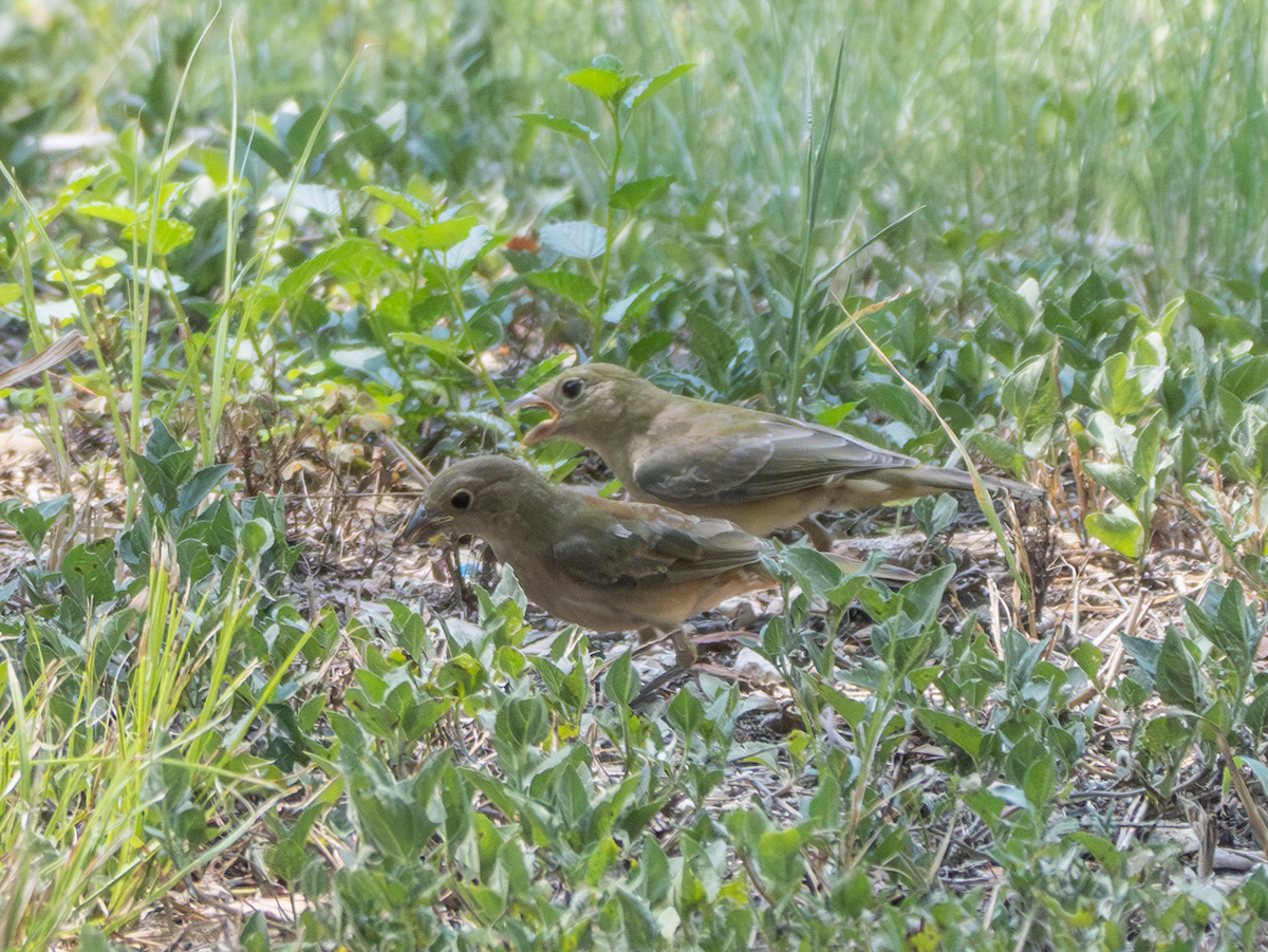 Painted Bunting - ML641350050