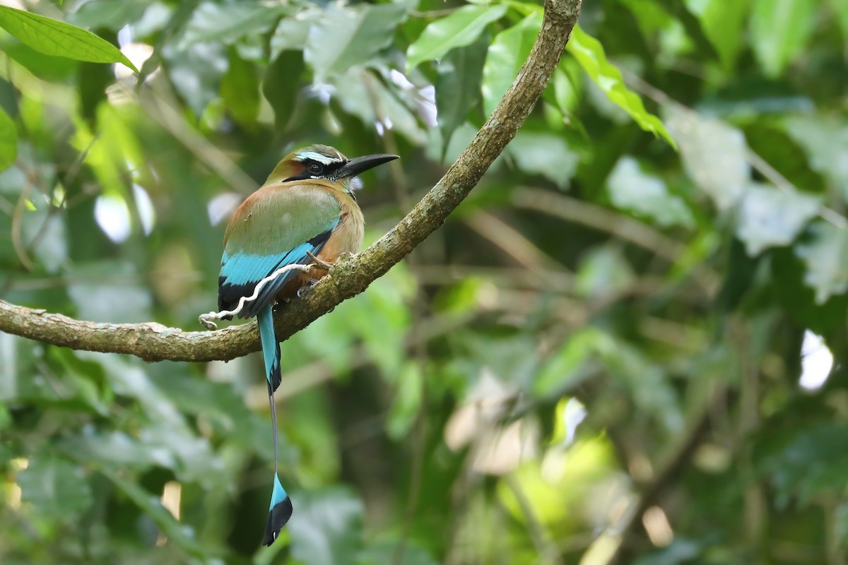 Turquoise-browed Motmot - ML641350095