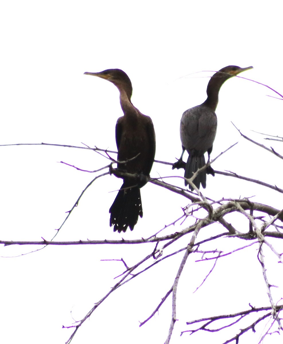 Neotropic Cormorant - ML641350102