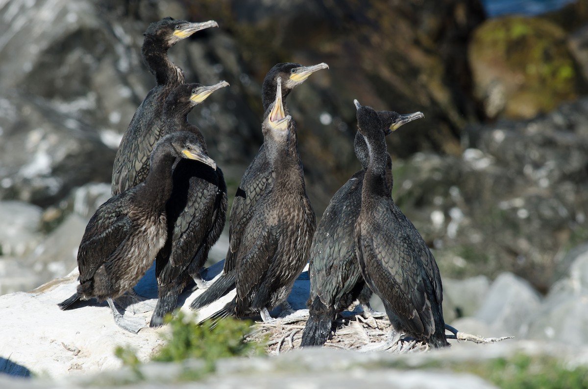 Great Cormorant - ML64135011