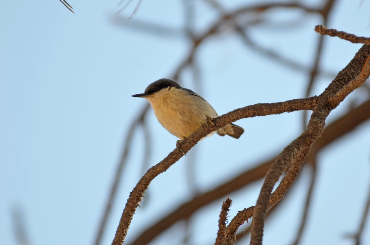Pygmy Nuthatch - ML641350115
