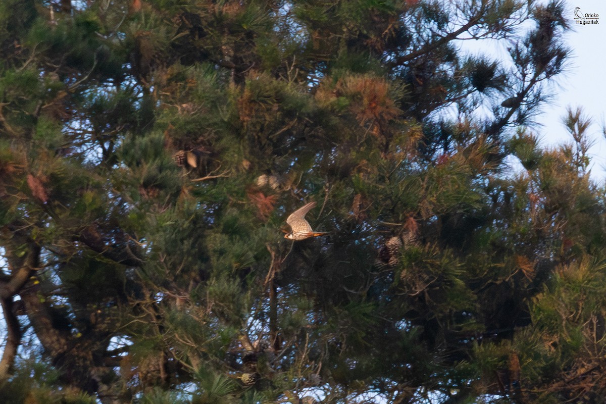 Eurasian Hobby - ML641350143