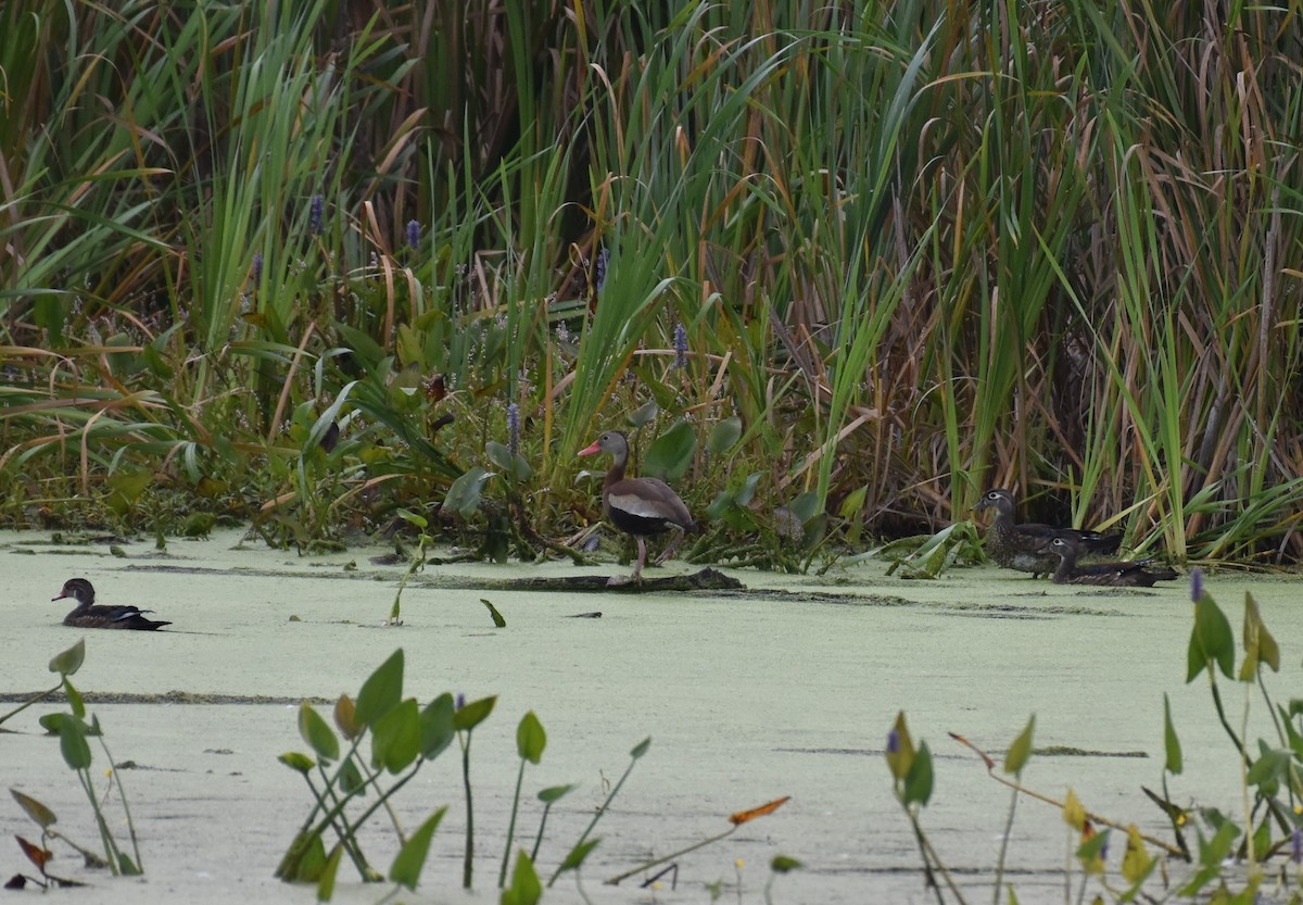 Black-bellied Whistling-Duck - ML641350160