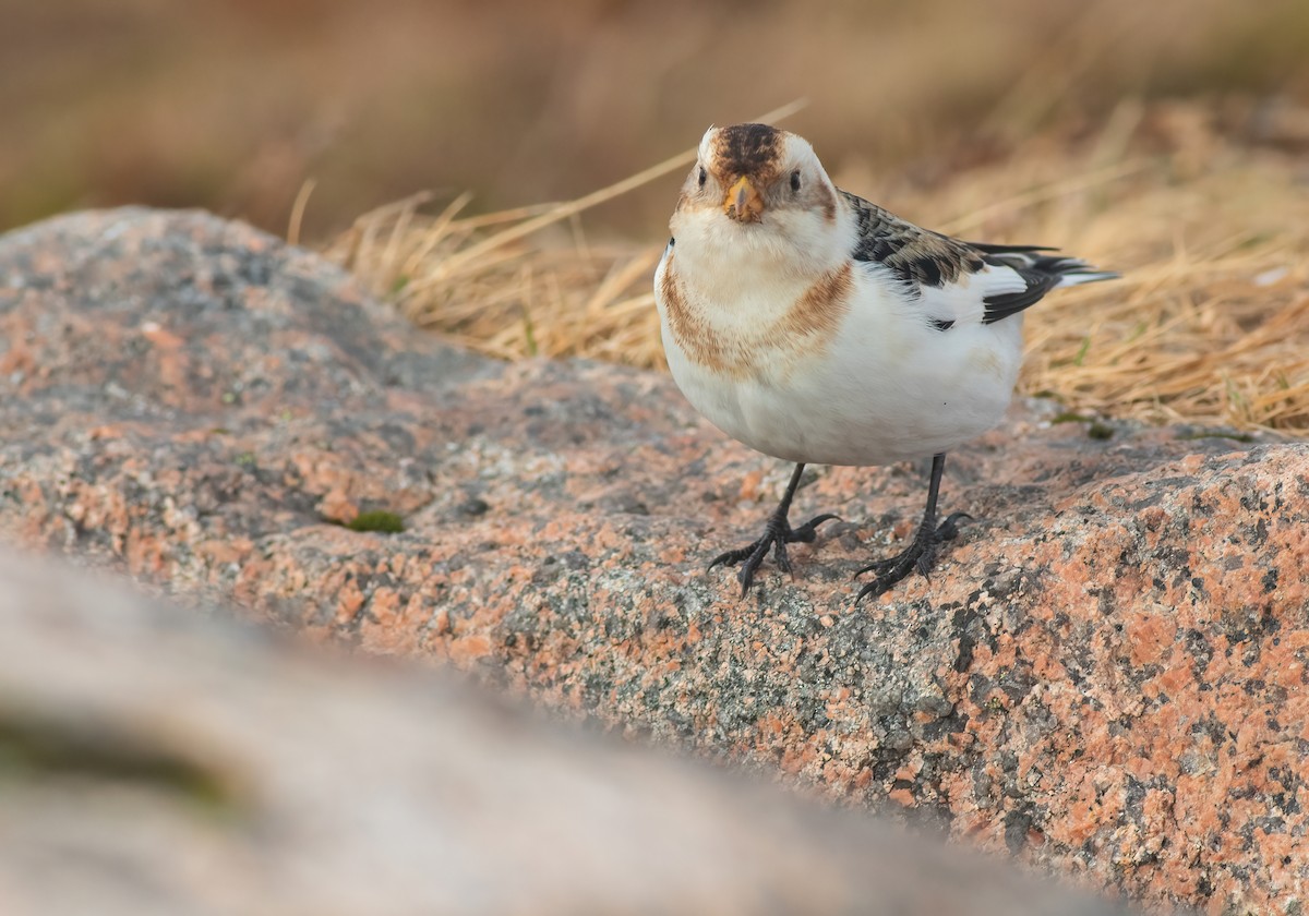 Snow Bunting - ML641350191