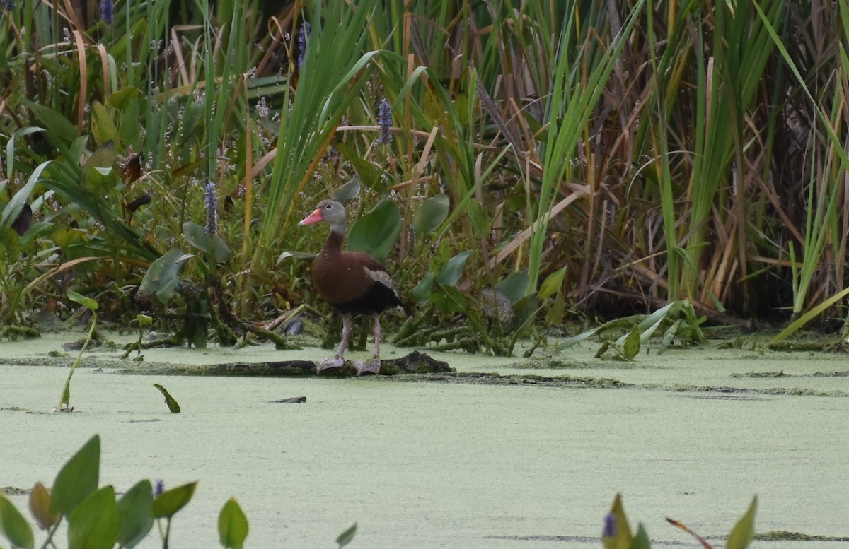 Black-bellied Whistling-Duck - ML641350194