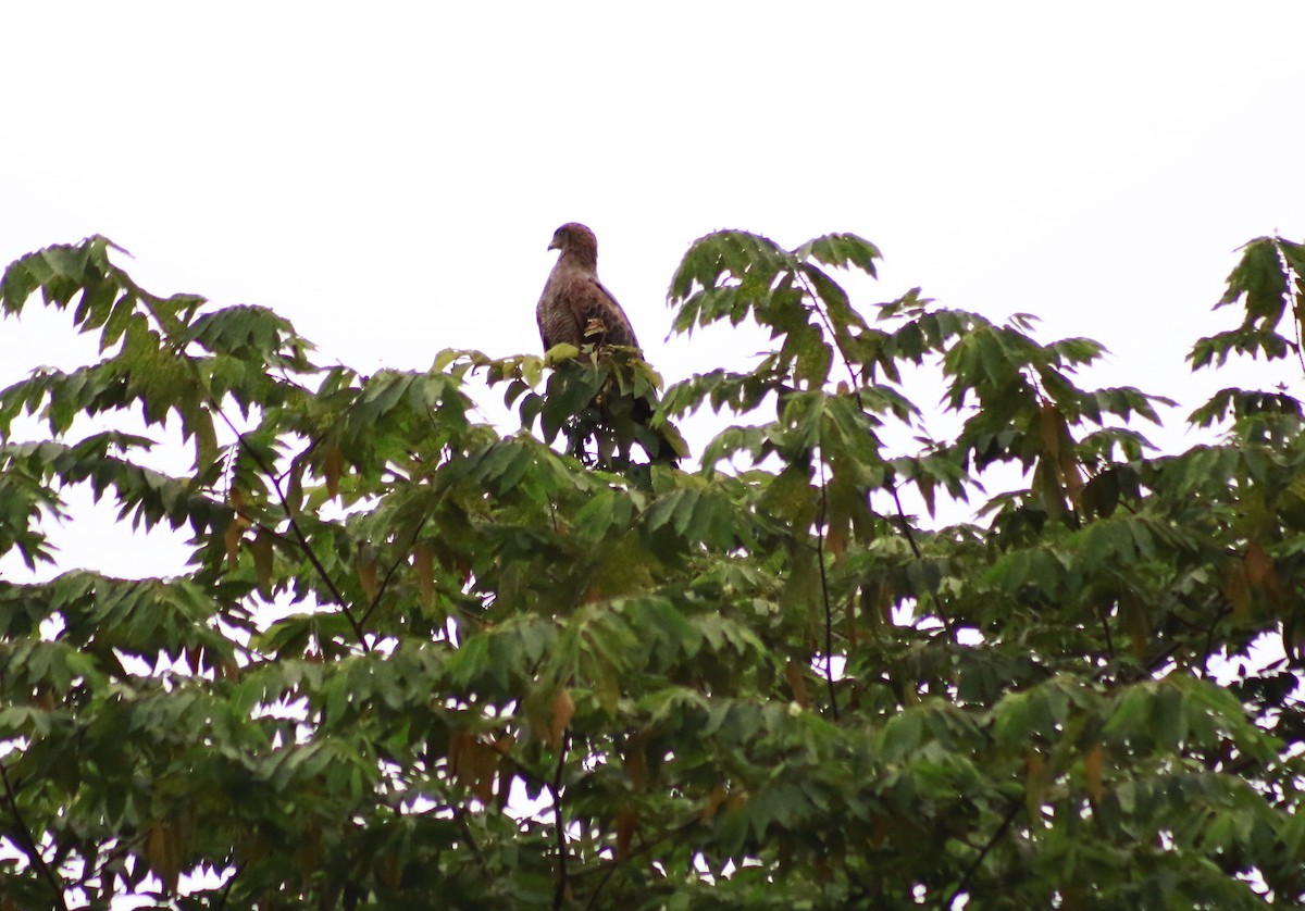 Savanna Hawk - ML641350209